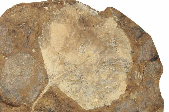 Two Paleocene Fossil Leaves (Cocculus) - North Dakota #189440